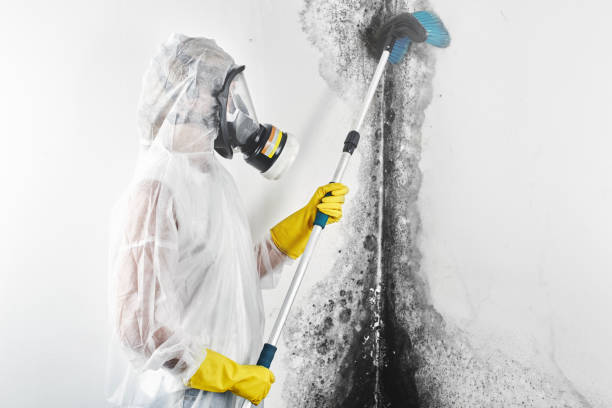 Old Orchard, PA Mold Removal Company